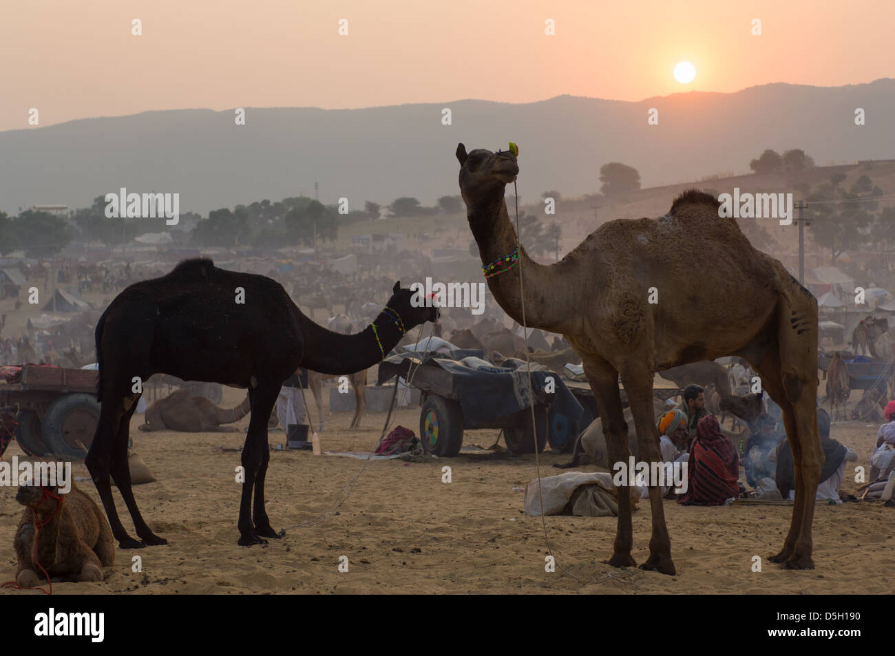 Kamele in der Campingplatz bei Sonnenuntergang, Pushkar Mela, Pushkar, Rajasthan, Indien Stockfoto