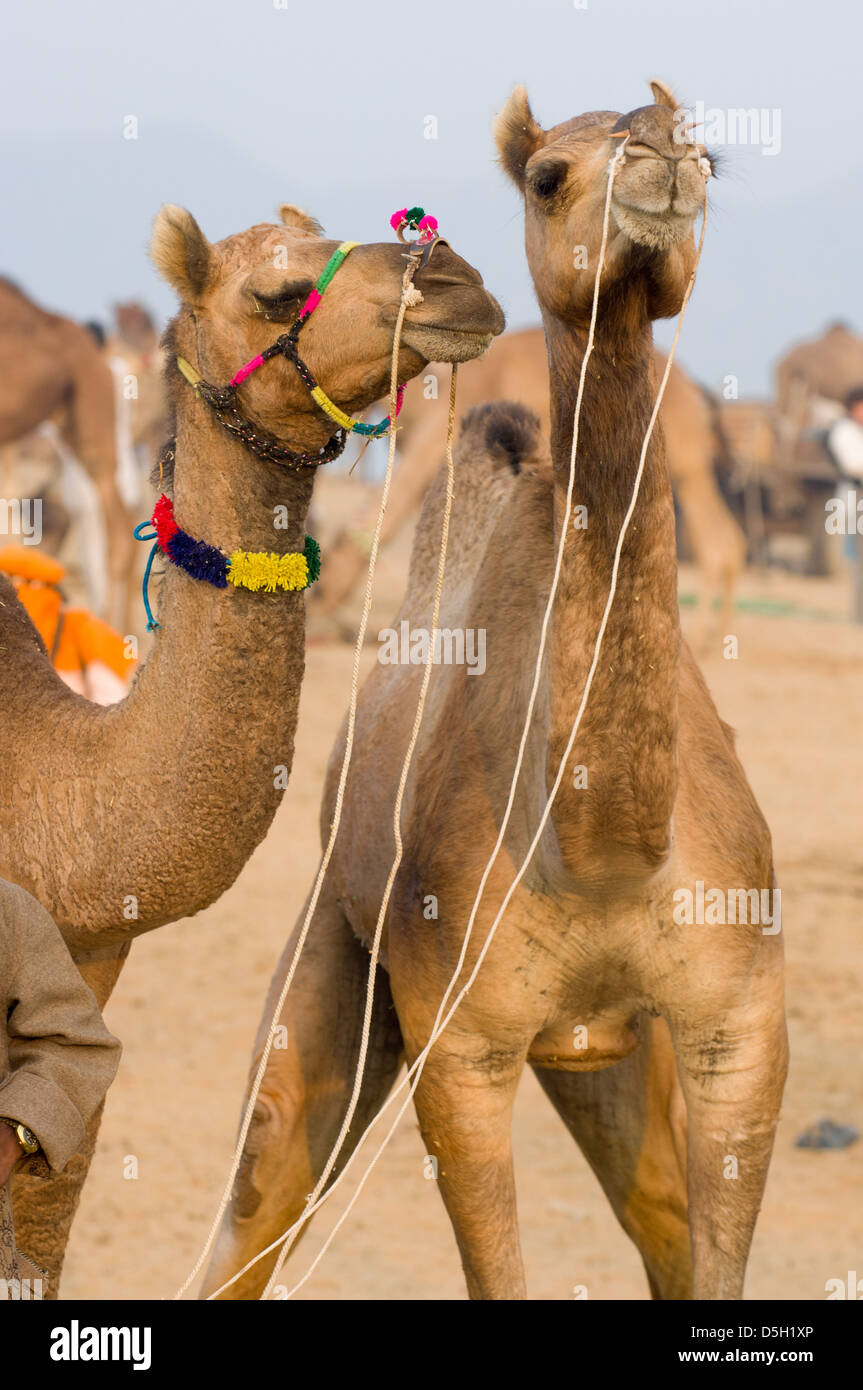 Zwei Kamele in der Wüste am Pushkar Mela, Pushkar, Rajasthan, Indien Stockfoto