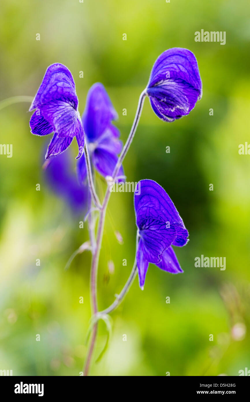 Eisenhut (Aconitum Delphinifolium, Hahnenfuß, Butterblume), giftige Pflanze, Denali National Park, Alaska, USA Stockfoto