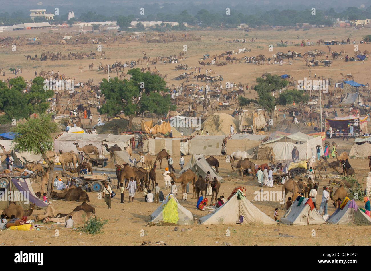 Meer von Kamelen und Zelten in der Wüste am Stadtrand von Pushkar Mela, Pushkar, Rajasthan, Indien Stockfoto