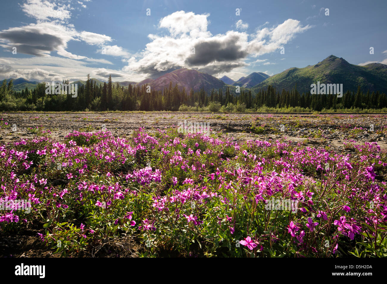 Hohen Weidenröschen (Nachtkerzenöl), Savage Flussbett, Denali National Park, Alaska, USA Stockfoto