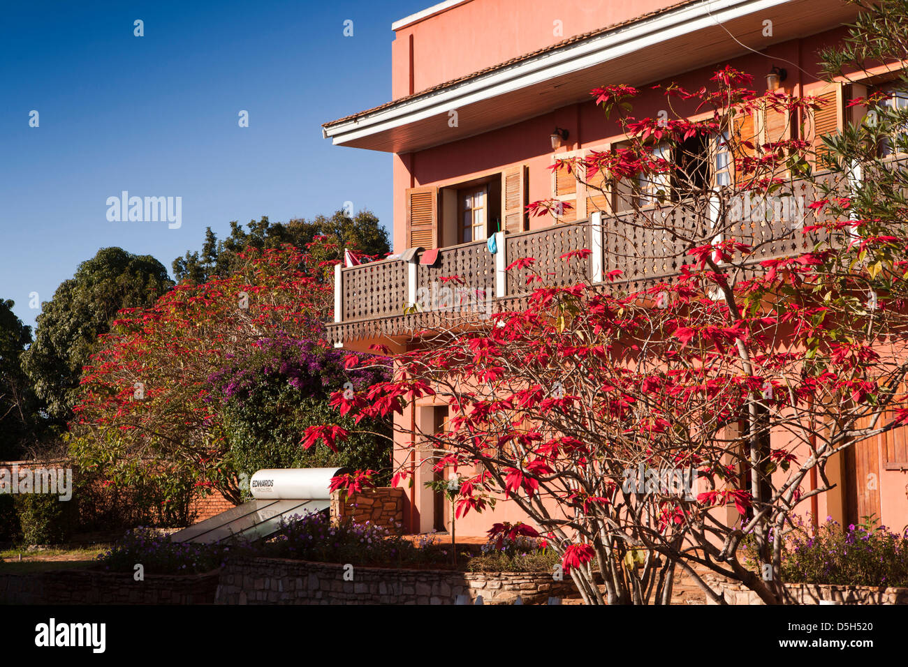 Madagaskar, Ambalavao, Hotel Bougainvillees, Weihnachtsstern Blumen außerhalb Unterkunft Stockfoto