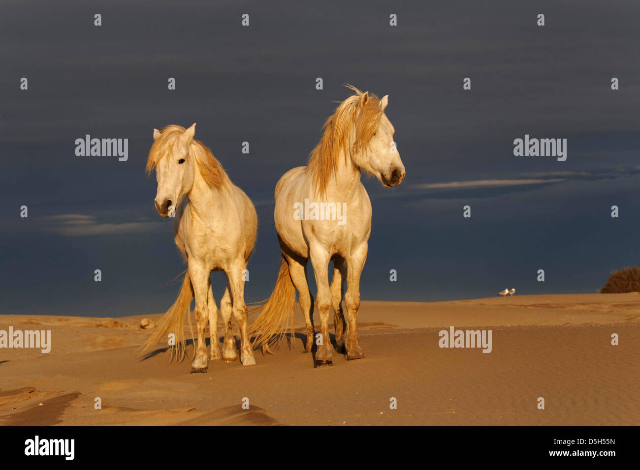 Camargue-Pferd am Strand bei Sonnenaufgang, südliche, Frankreich Stockfoto