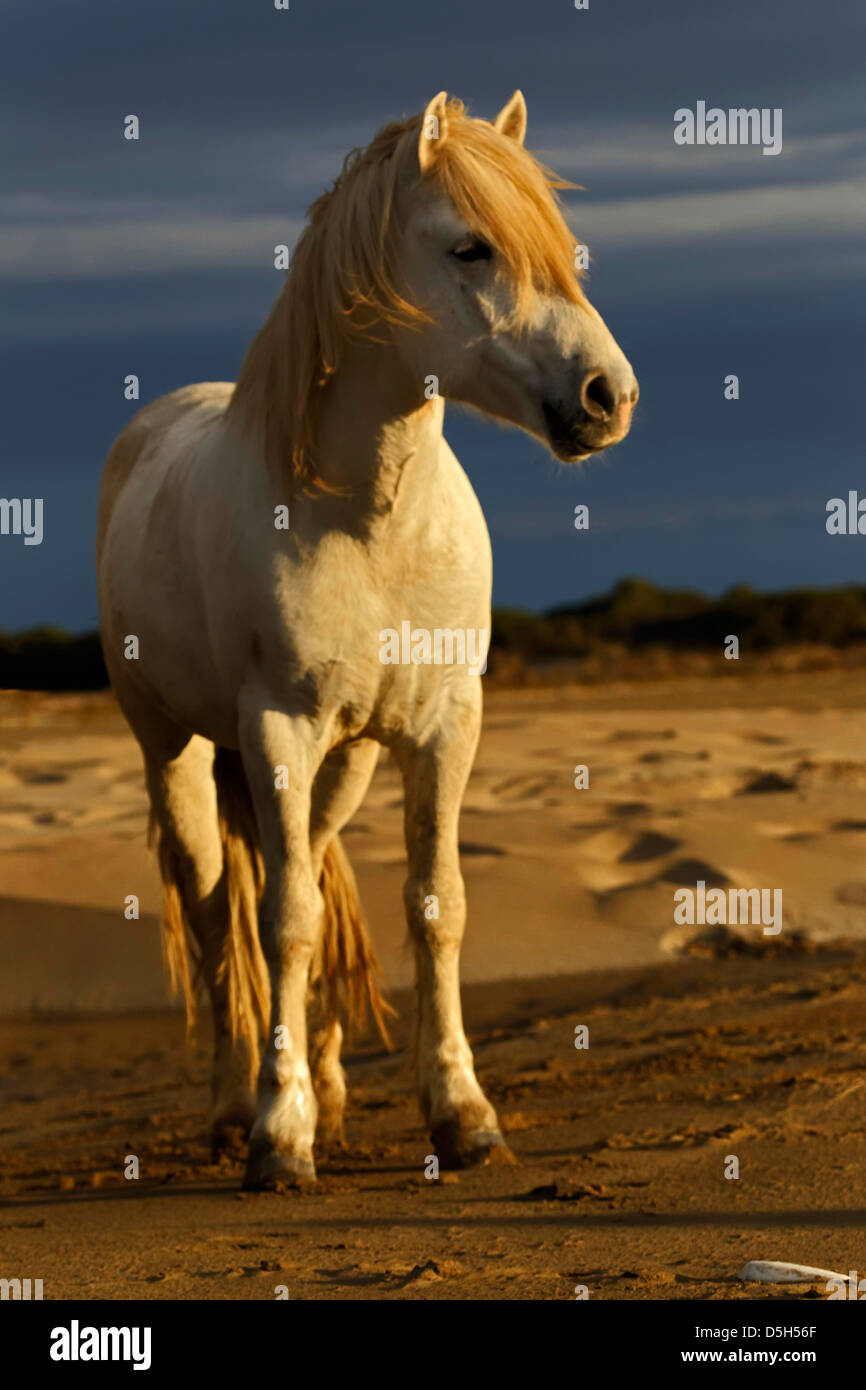 Camargue-Pferd am Strand bei Sonnenaufgang, südliche, Frankreich Stockfoto