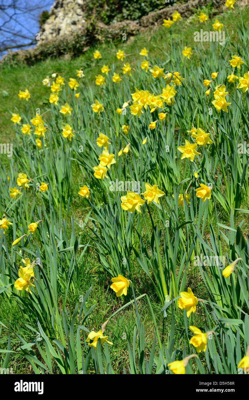 Narzissen an Hängen des 11. Jahrhunderts Bergfried, Guildford Castle, Guildford, Surrey, England, Vereinigtes Königreich Stockfoto