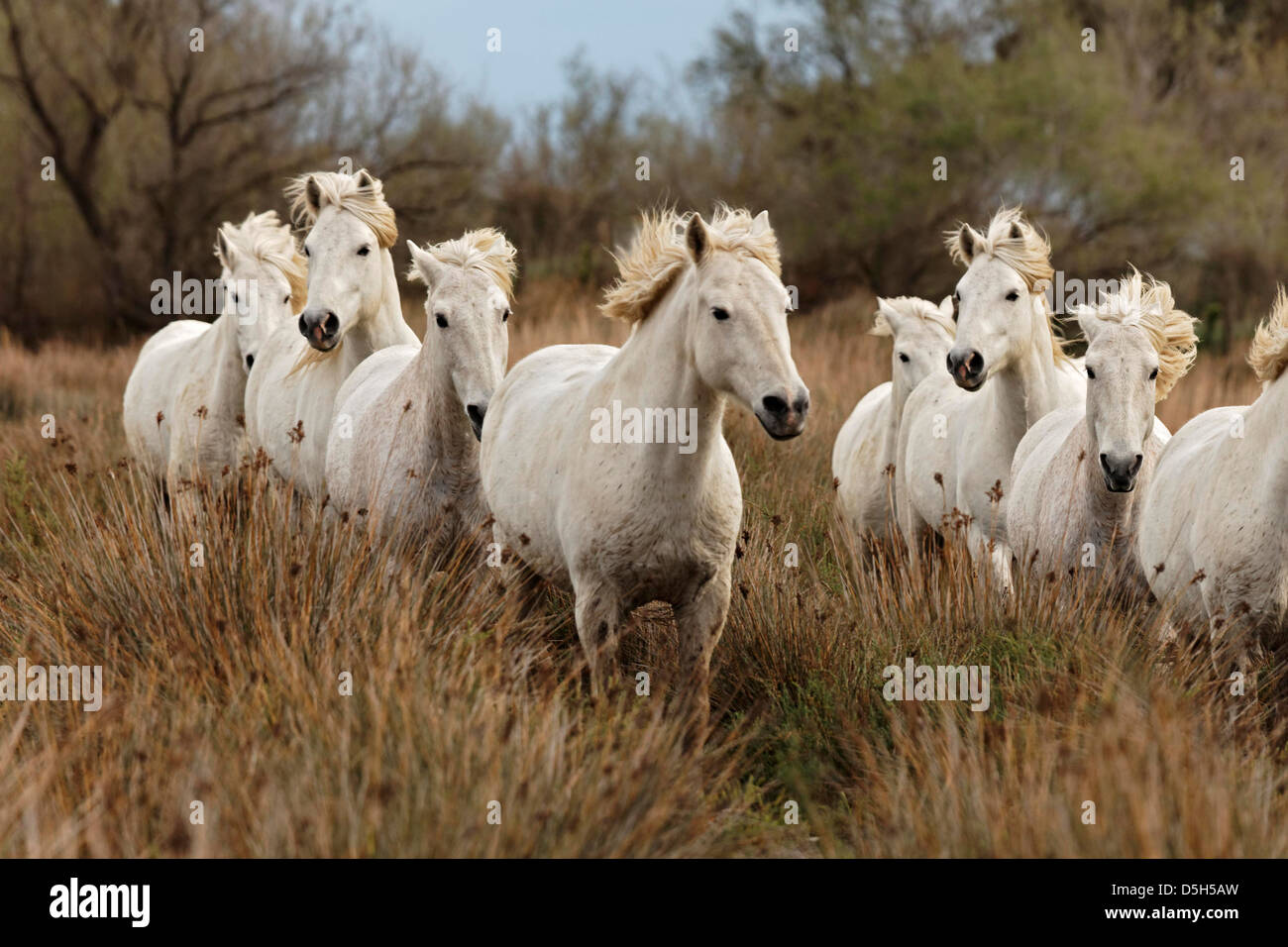 Camargue-Pferde laufen durch sumpfiges Feuchtgebiet der Camargue, Südfrankreich Stockfoto