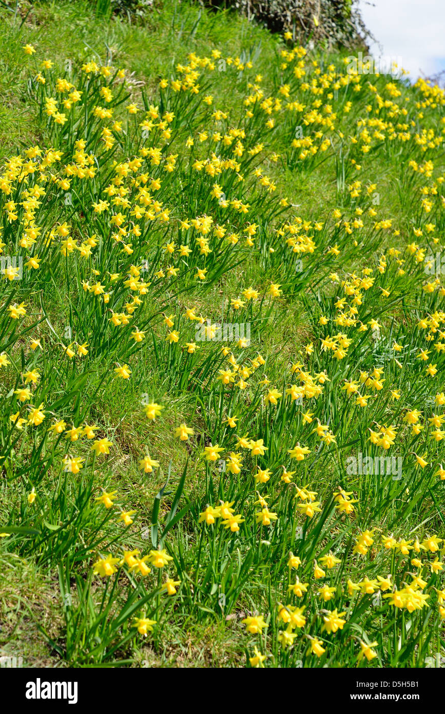 Narzissen an Hängen des 11. Jahrhunderts Bergfried, Guildford Castle, Guildford, Surrey, England, Vereinigtes Königreich Stockfoto