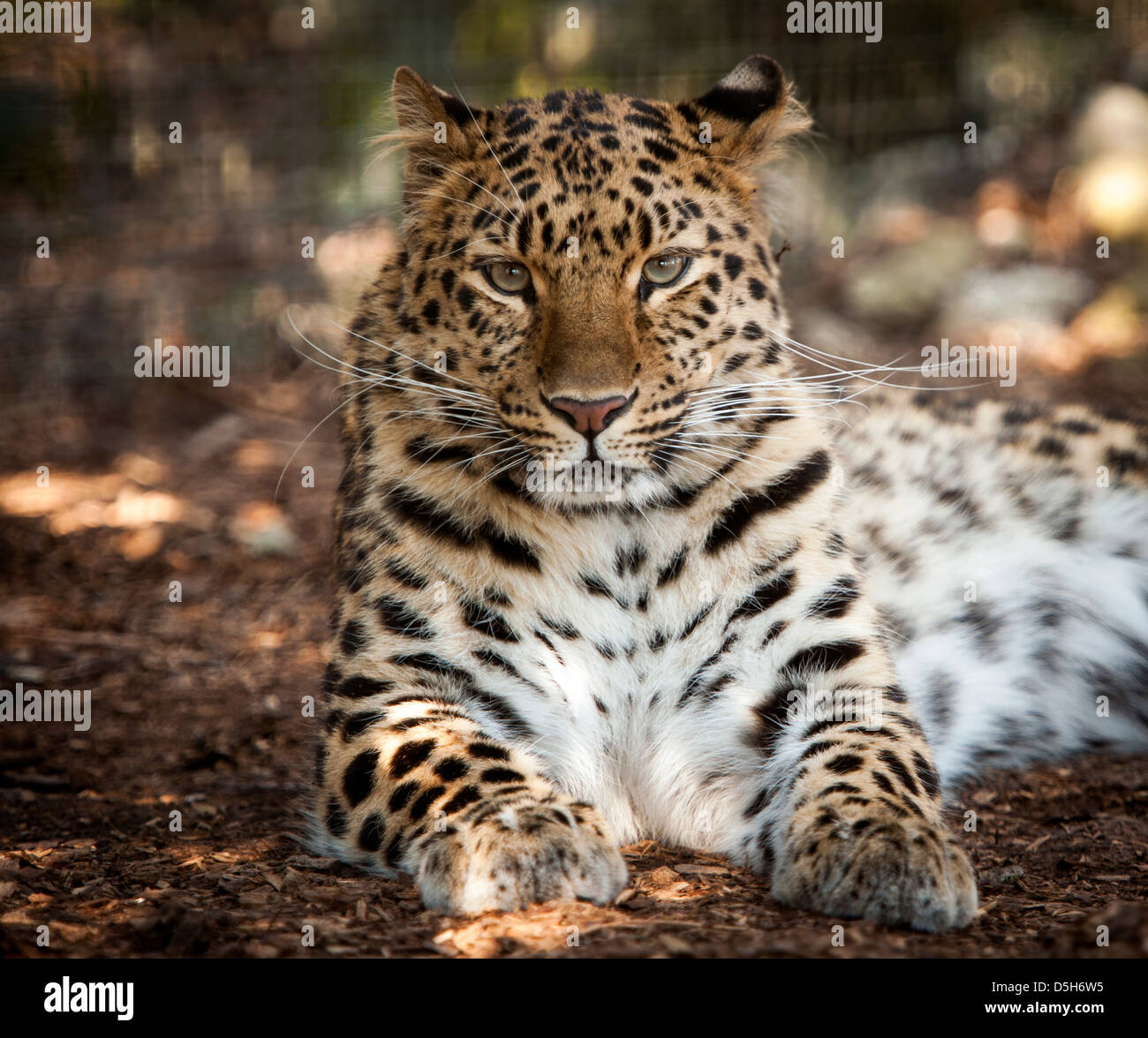 Weibliche Amur Leoparden Blick in die Kamera Stockfoto
