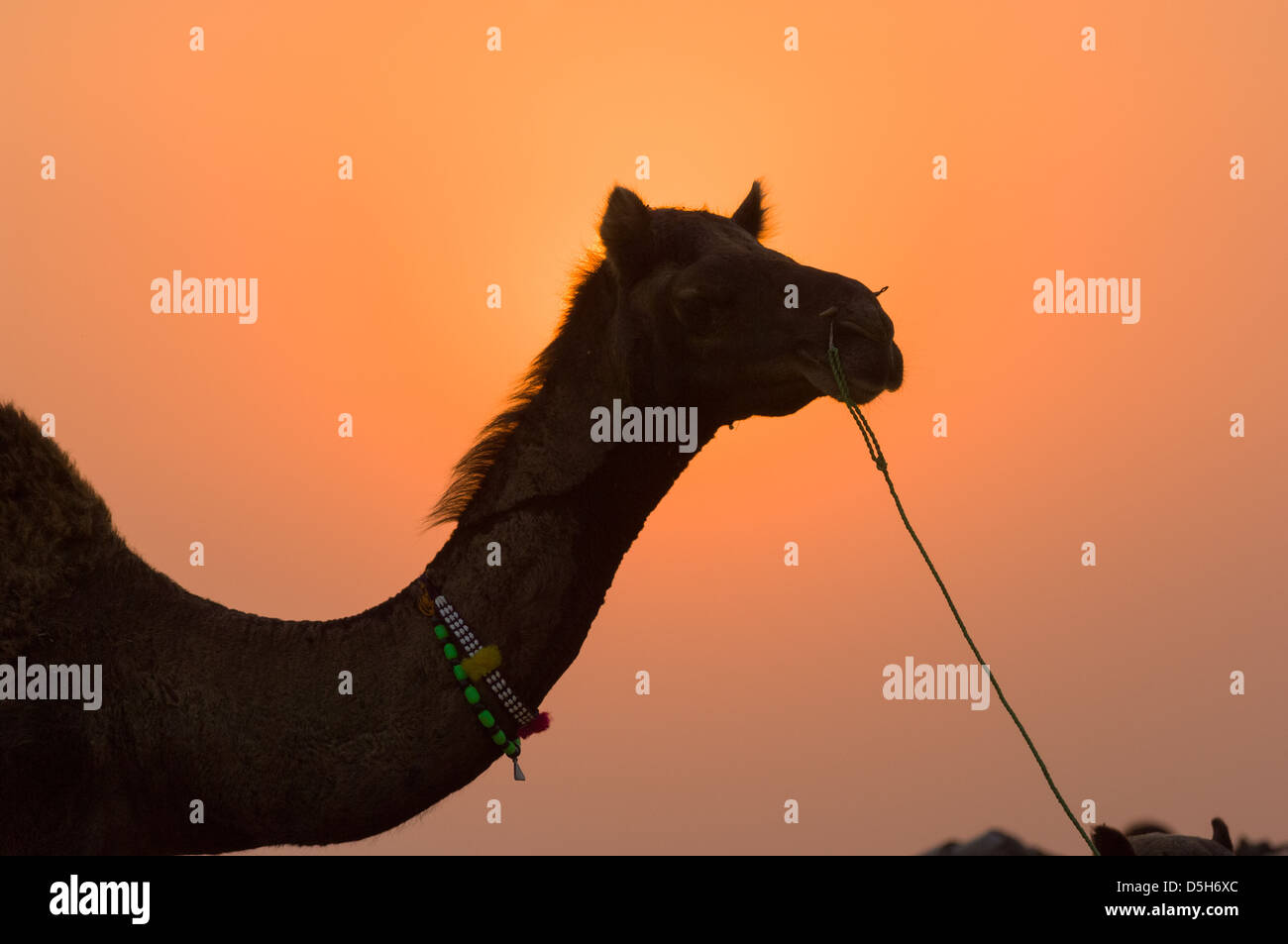 Kamel mit der untergehenden Sonne, Pushkar Mela, Pushkar, Rajasthan, Indien Stockfoto
