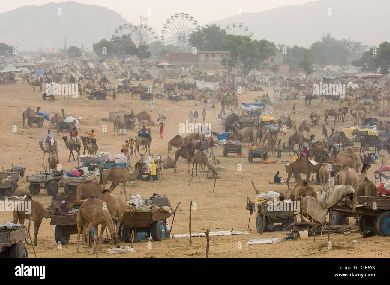 Meer von Kamelen und Kamel Wagen in der Wüste mit der Riesenräder der Rummelplatz hinter Pushkar Mela, Pushkar, Rajasthan, Indien Stockfoto