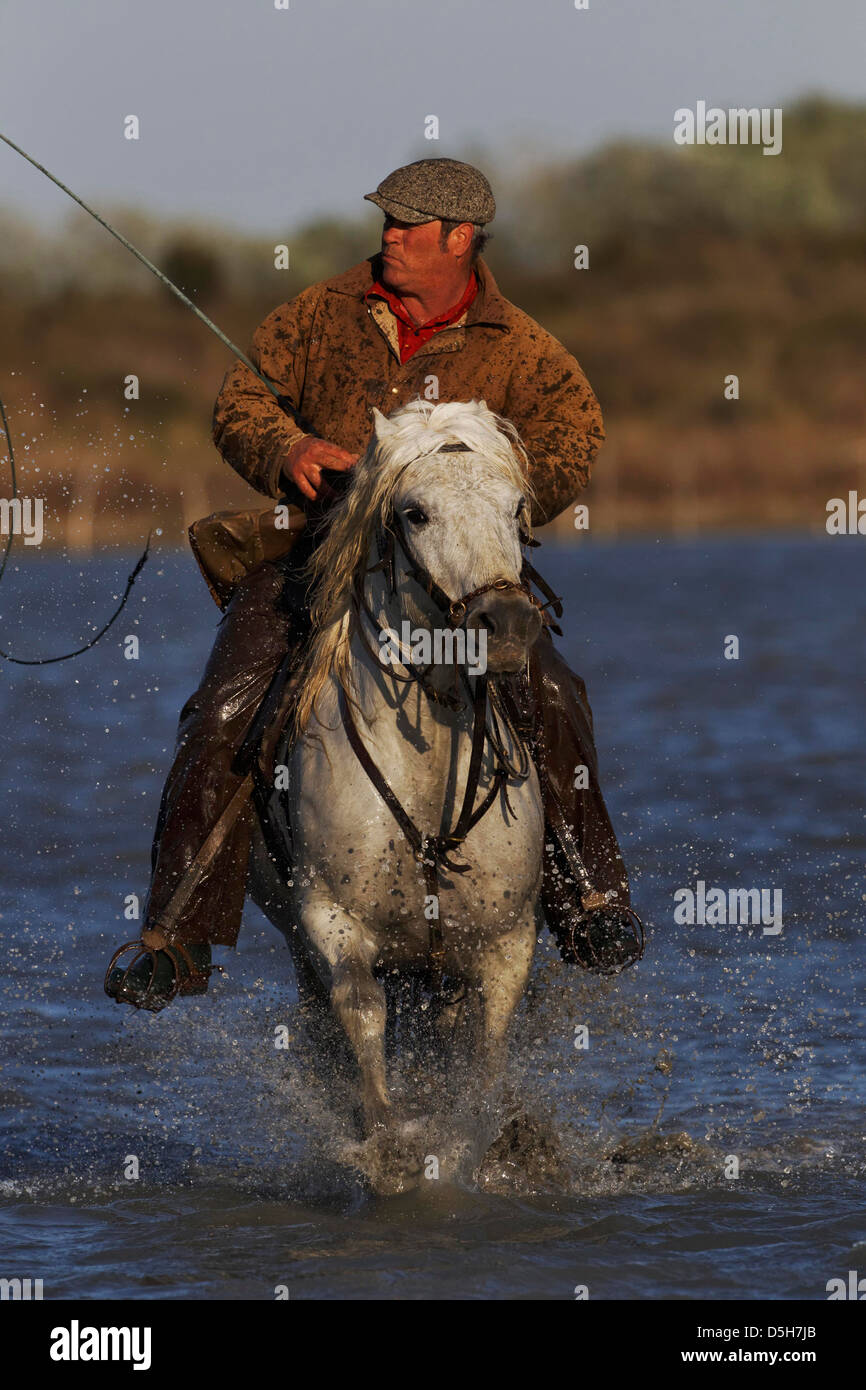 Französische Cowboy oder Vormund, Aufrundung Camargue-Pferde, Camargue-Region im Süden Frankreichs Stockfoto