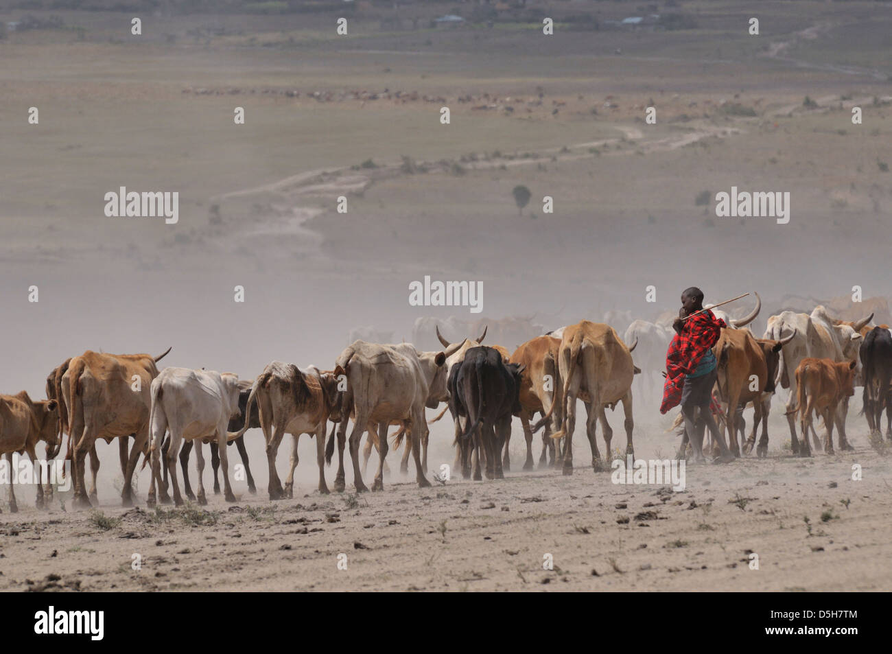 Afrika/Kenia/Masai Mara Nationalpark - Masai Hirten zu Fuß für Wasser während der schweren Dürre im Jahr 2009. Stockfoto
