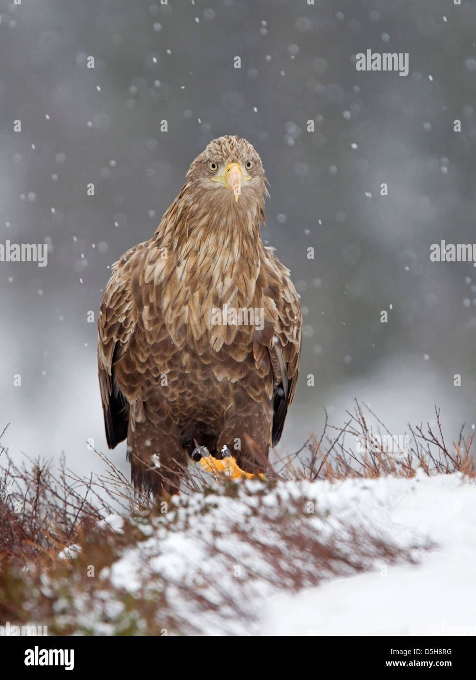 Seeadler auf Boden im Schneesturm Stockfoto