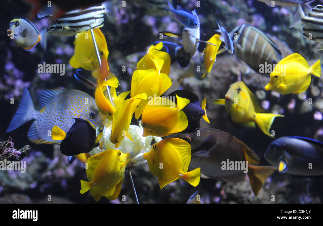 Viele Fische datieren Website sicher Gelegenheitsgeständige Datierung einer engagierten Beziehung