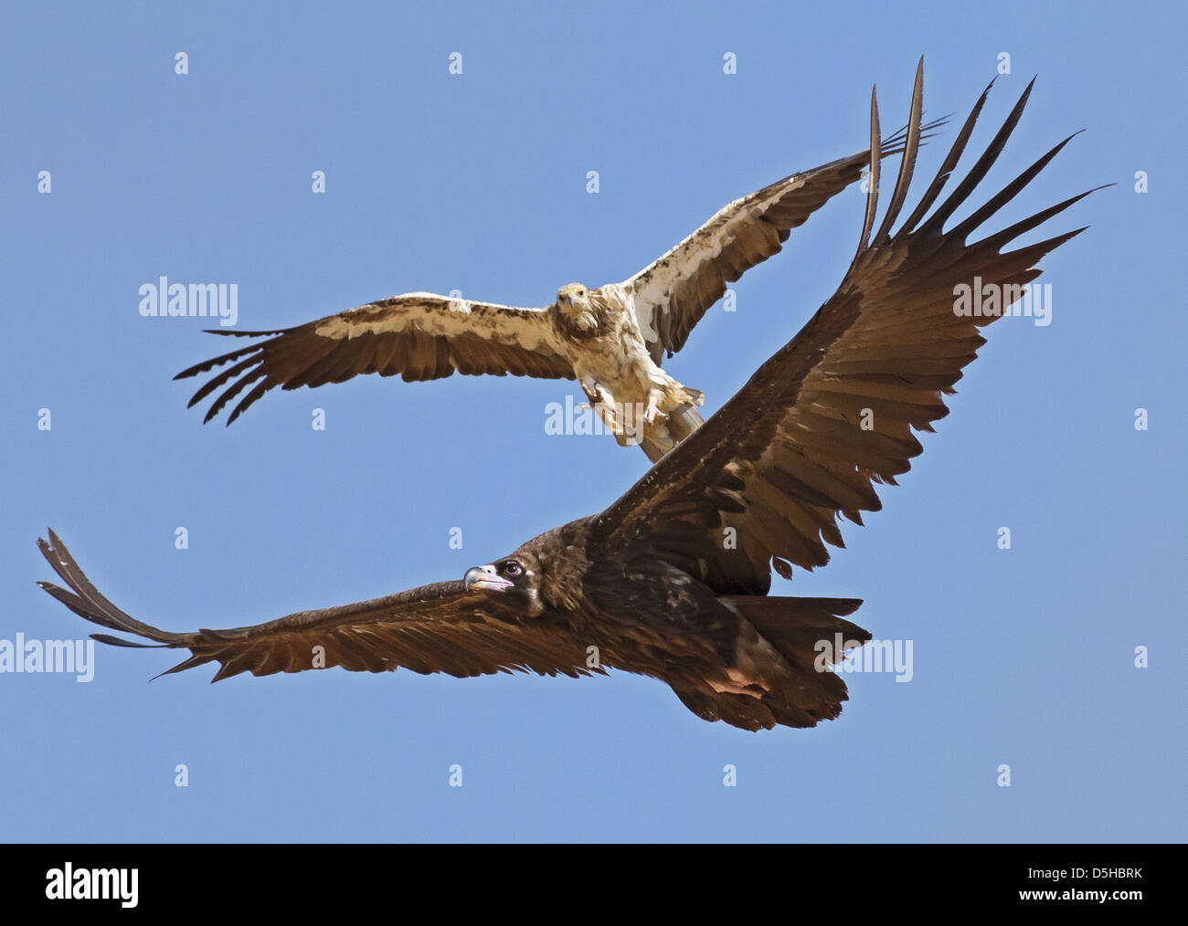 Vom Aussterben bedrohte Schmutzgeier, die in der Nähe von bedrohte cinereous Vulture mobbing Stockfoto