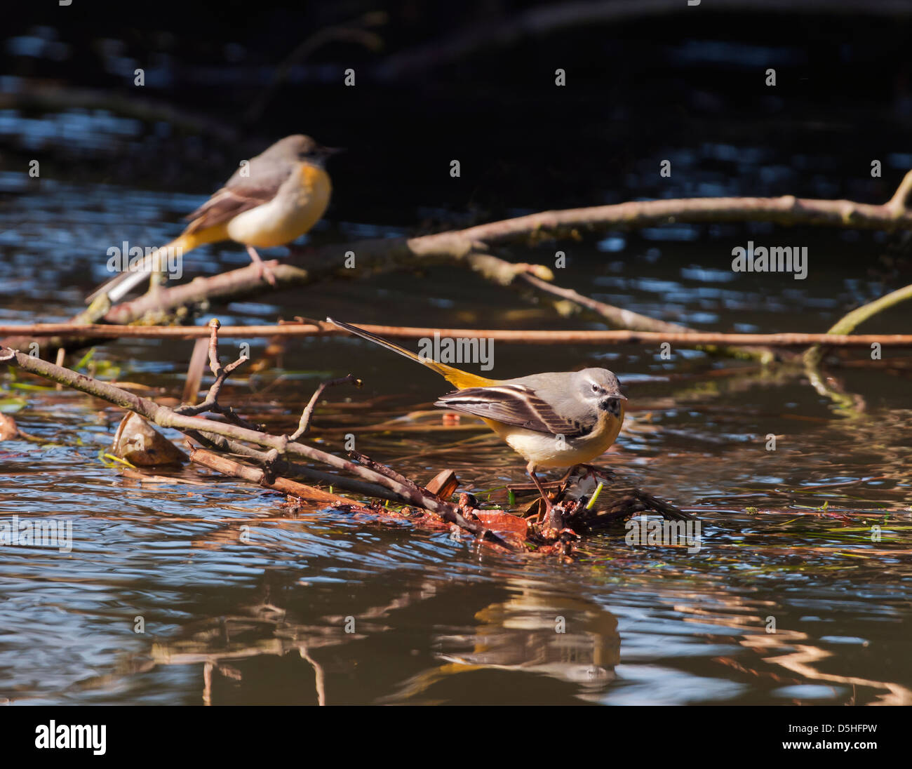 Paar grau Bachstelzen Motacilla Cinerea thront auf Niederlassungen in Norfolk Fluss Stockfoto