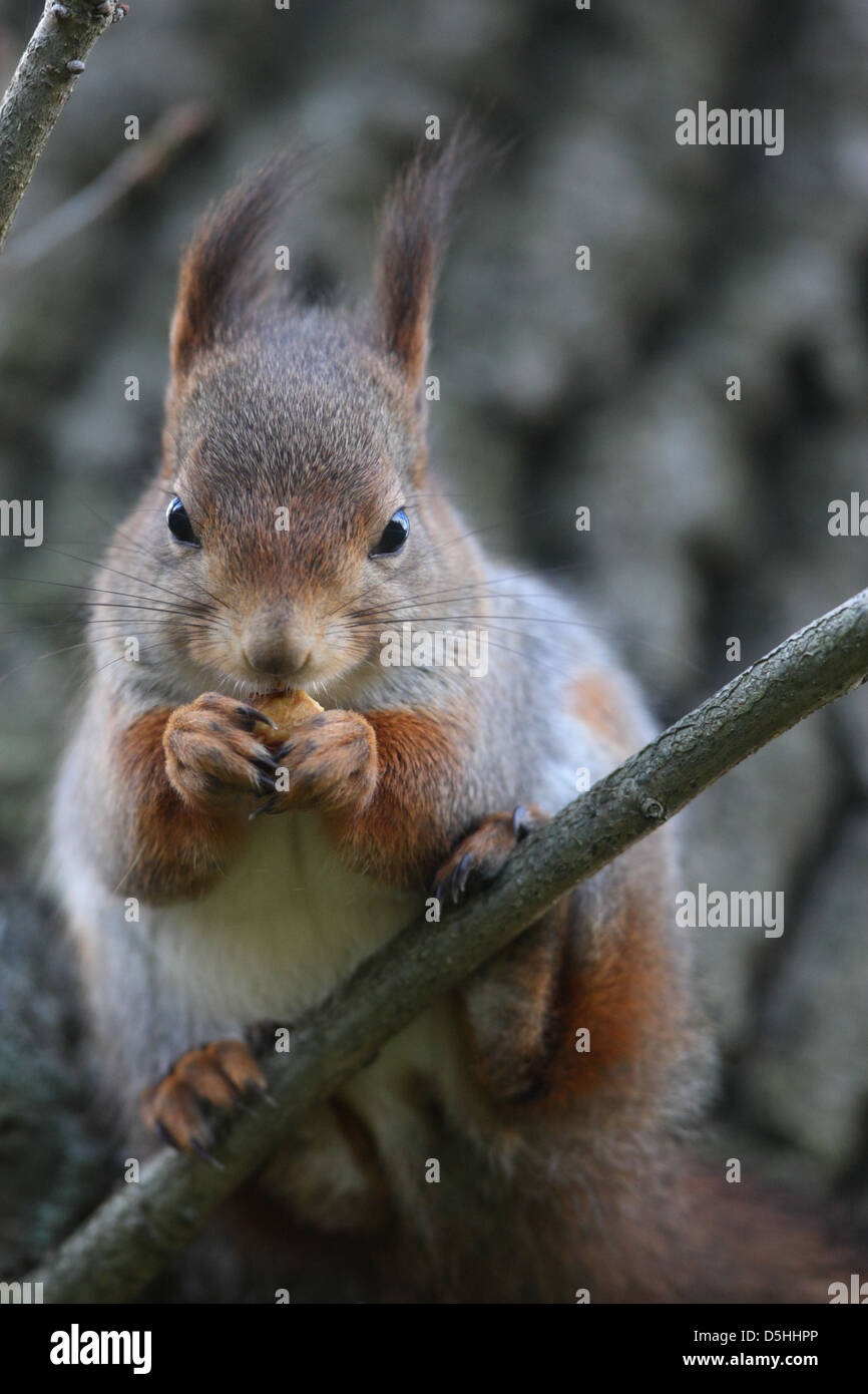 Wilde Eichhörnchen (Sciurus Vulgaris) Essen eine Eiche Eichel. Stockfoto