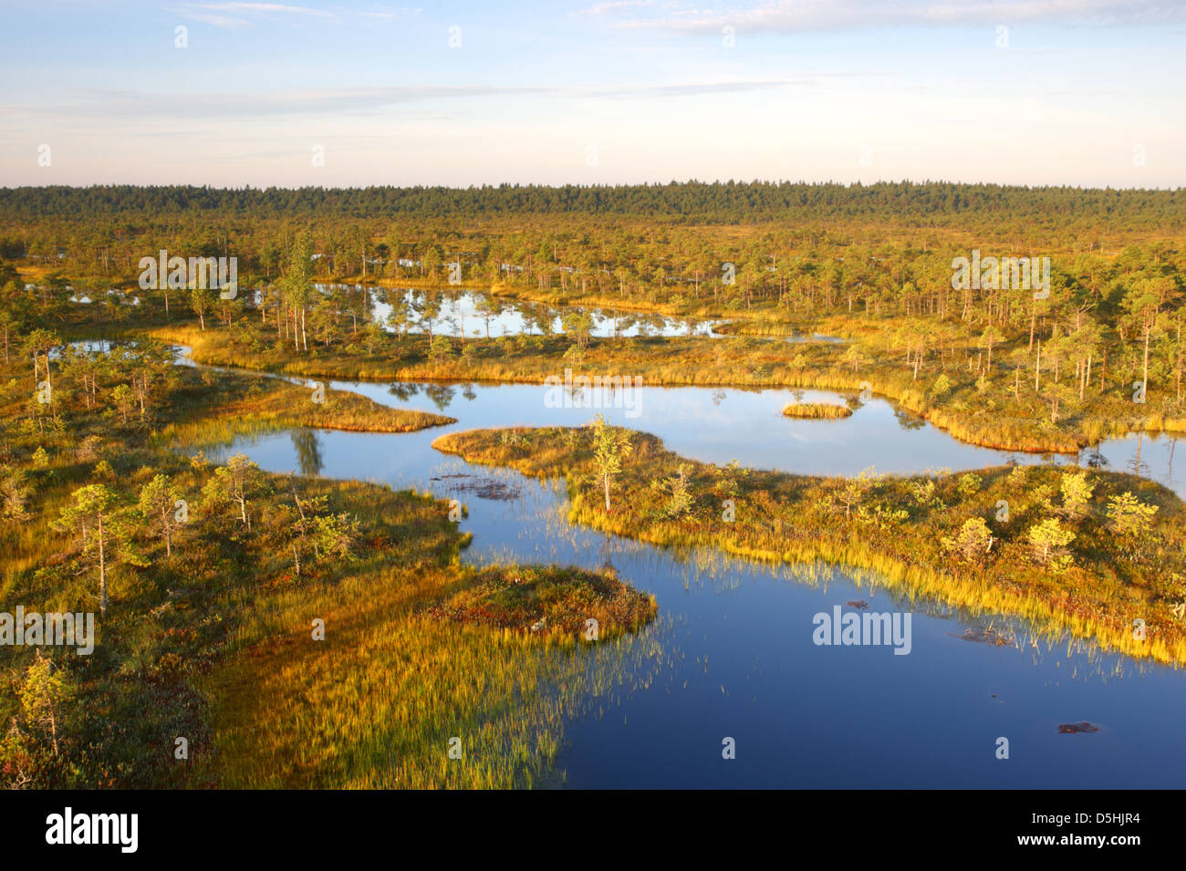 Moor-Pools im Männikjärve Moor, Naturschutzgebiet Endla, Estland Stockfoto