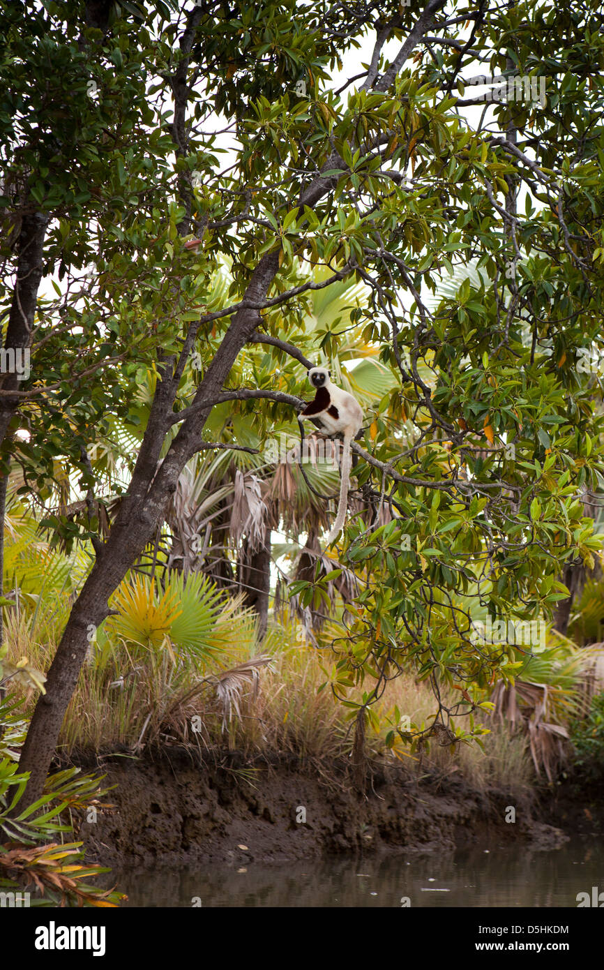 Madagaskar, Betrieb Wallacea, Mariarano, Sifaka Coquerels, Propithecus Coquereli im Baum Stockfoto