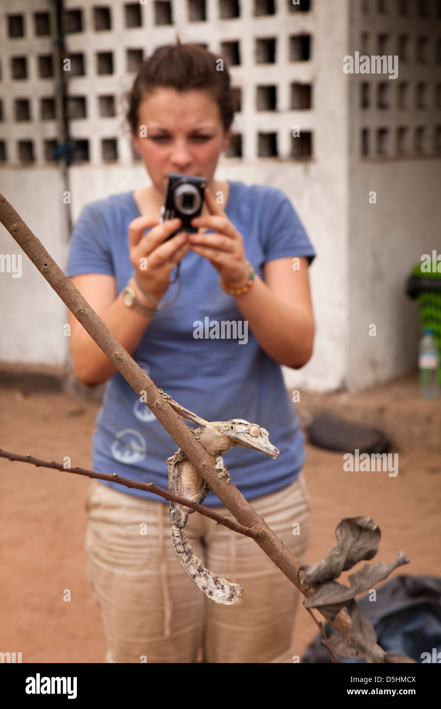 Madagaskar, Betrieb Wallacea, Mariarano, Blatt Tailed Gecko Uroplatis heckeli Stockfoto