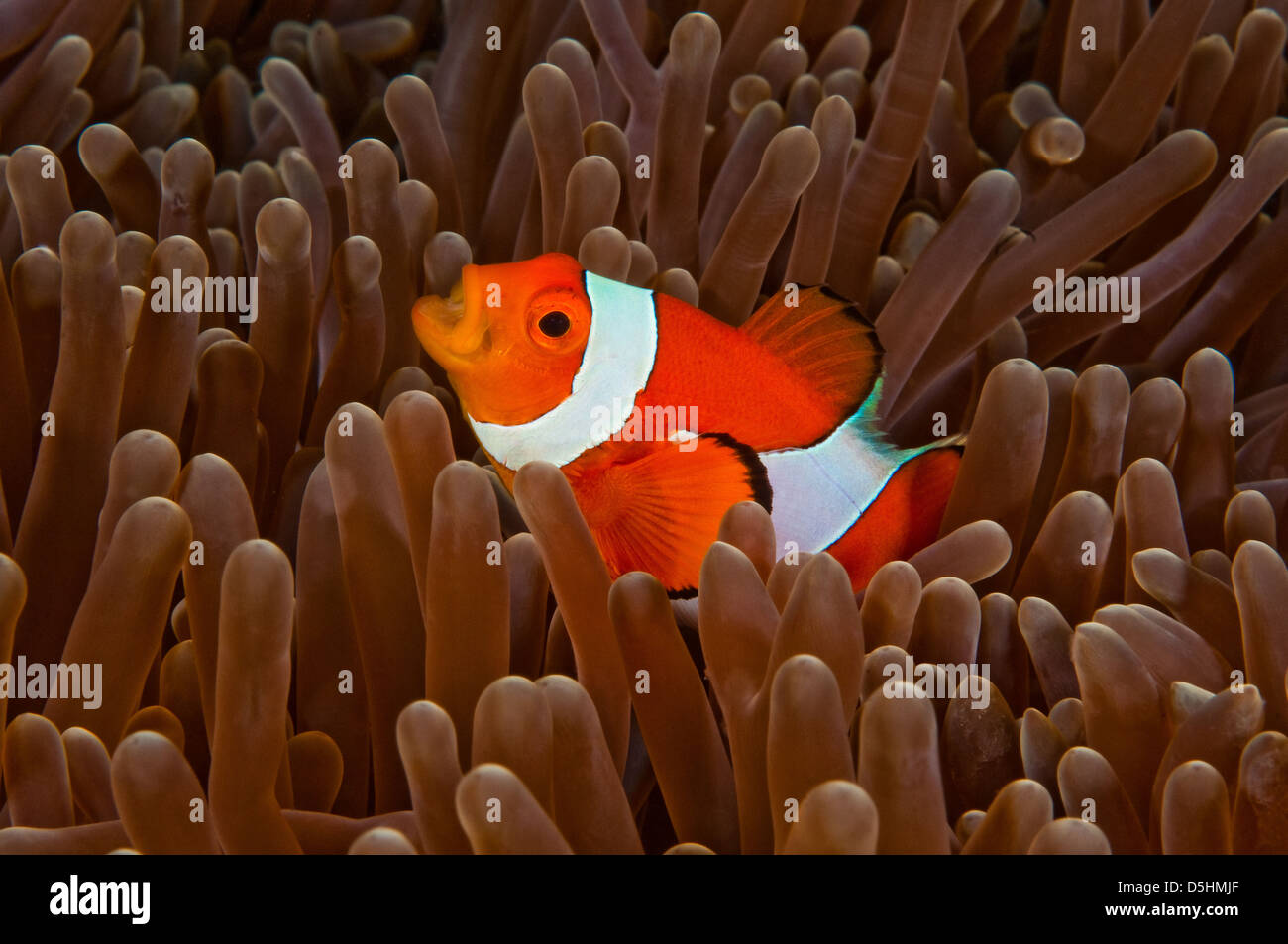 Falscher Clown Anemonenfische (Amphiprion Ocellaris), Tomia Insel, Wakatobi Nationalpark, Indonesien Stockfoto