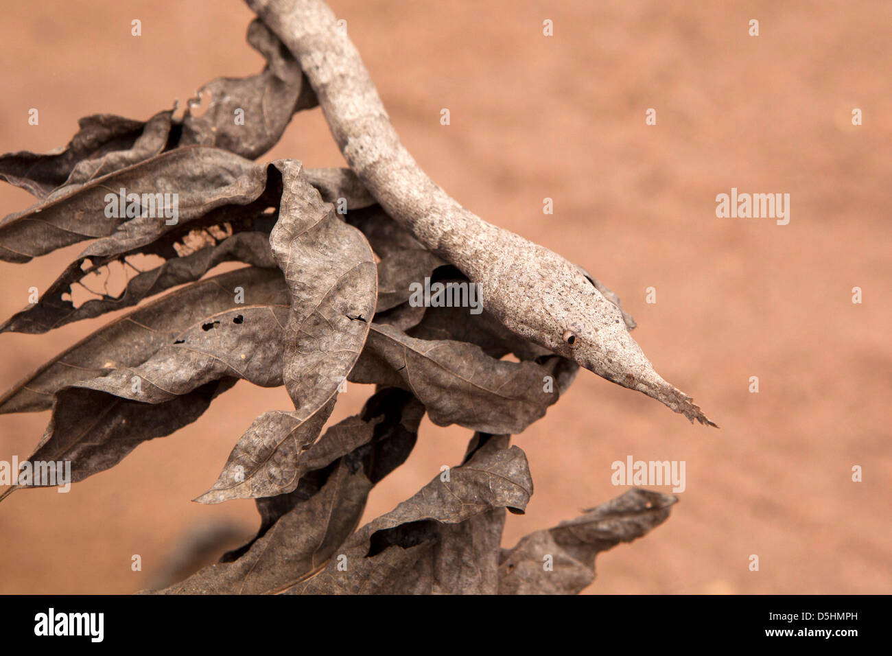 Madagaskar, Betrieb Wallacea, Mariarano, Leaf nachahmen Schlange Stockfoto