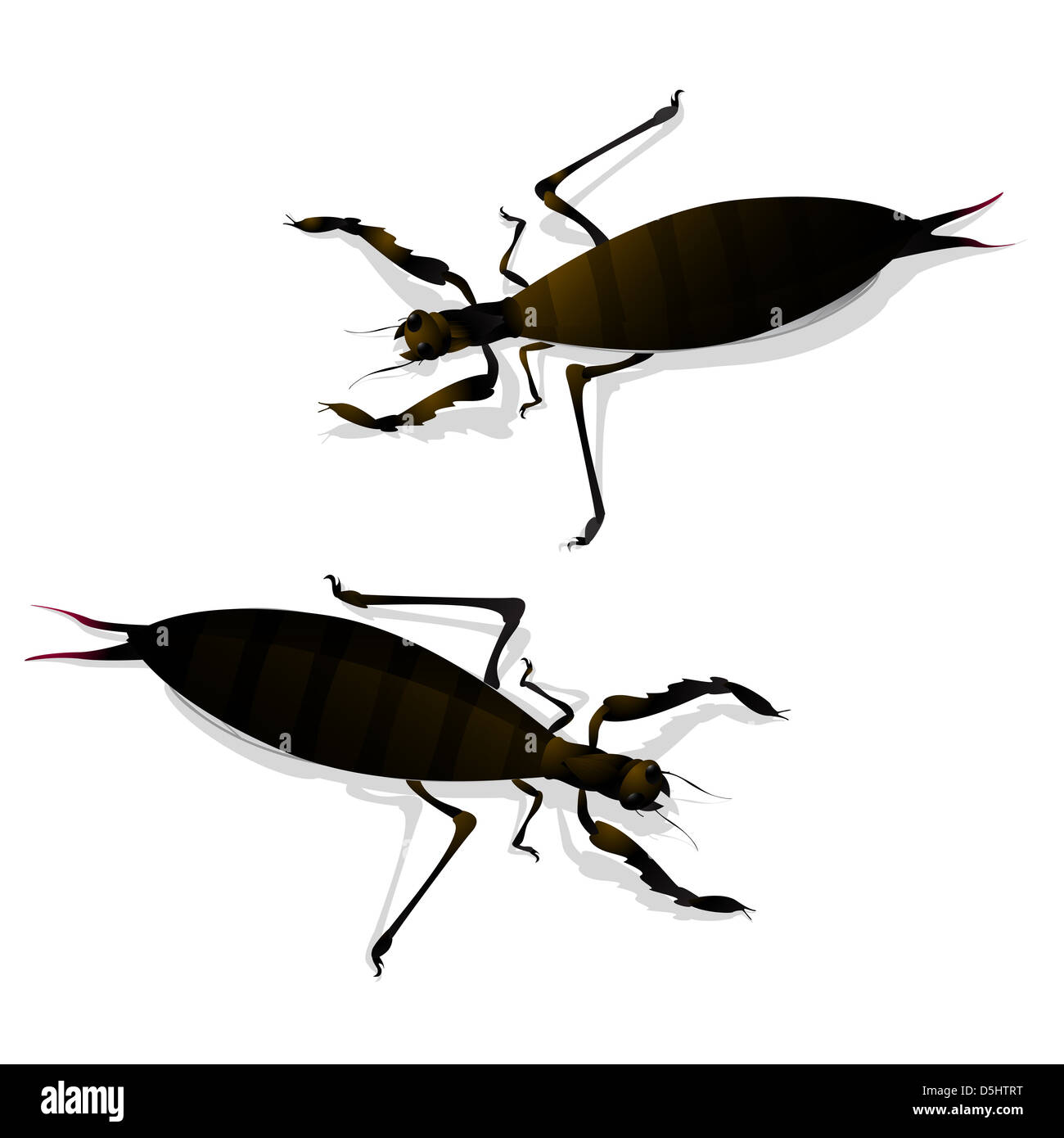 Zwei große Insekten und Schatten. Isolierte Objekte vor weißem Hintergrund. Stockfoto