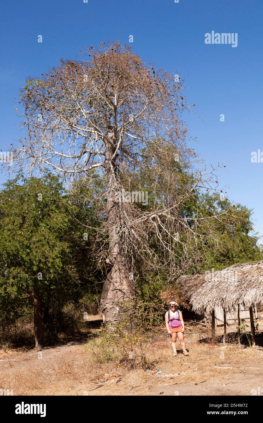 Madagaskar, Betrieb Wallacea, Mariarano, Student posiert vor Baobab-Baum Stockfoto