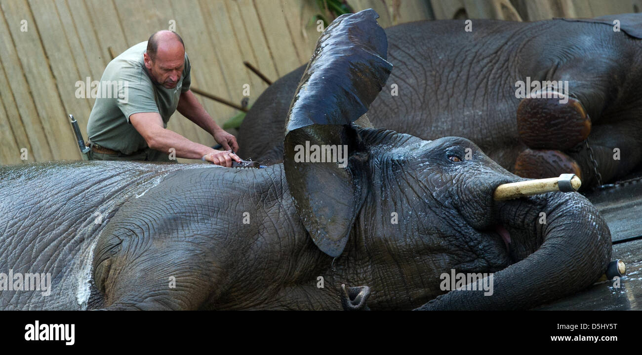 Zoo Keeper Rainer Kraut reinigt afrikanischer Elefant Kuh "Drumbo" mit einem Pinsel im Zoo in Dresden, Deutschland, 18. September 2012. Das Elefantenhaus "Afrika-Haus" wurde im Januar 1999 eröffnet. Das äußere Gehäuse ist etwa 2000 qm groß und unterliegt größtenteils Sand die Elefanten zur Reinigung verwenden gerne. Foto: Arno Burgi Stockfoto