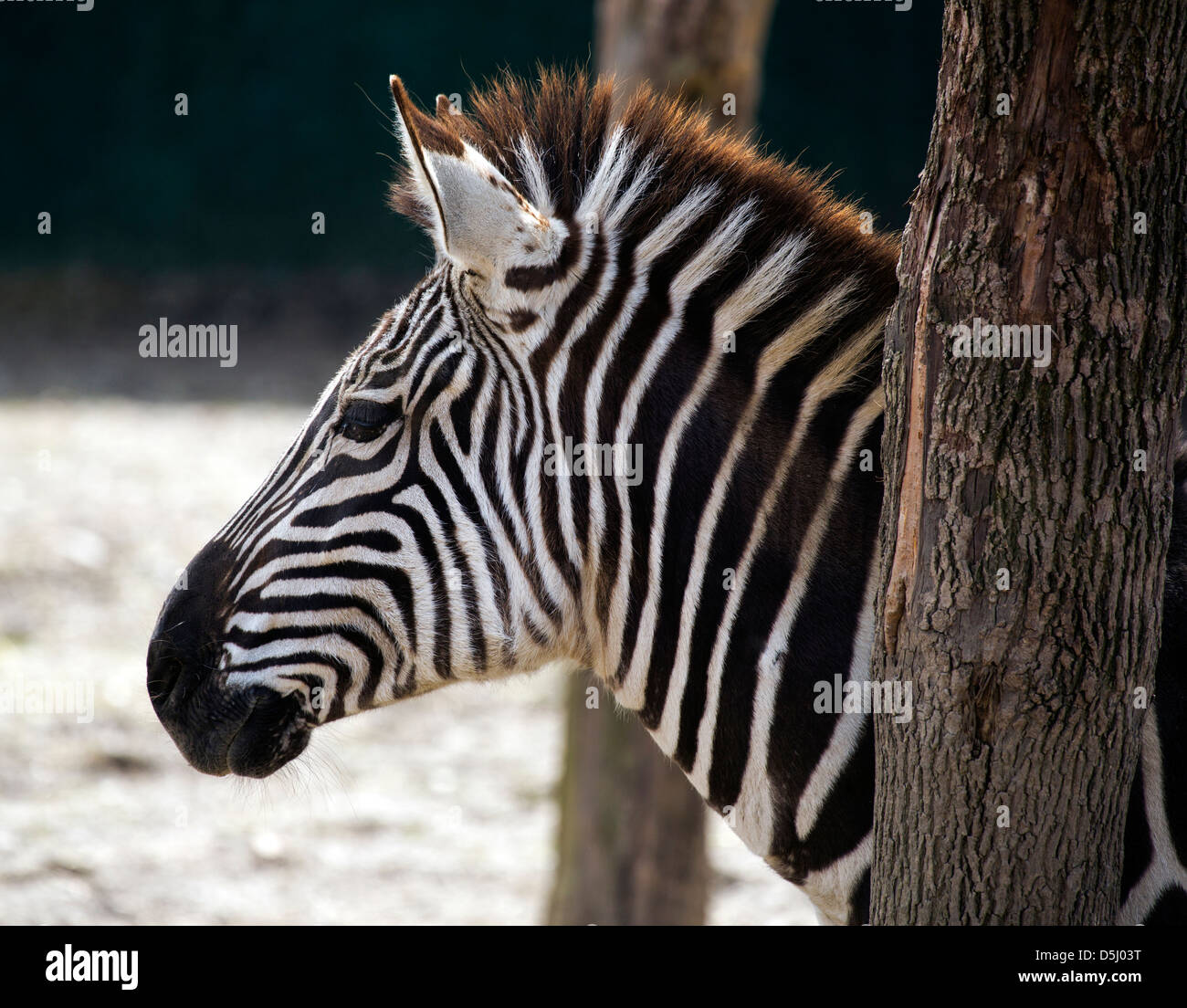 Grant Zebra Equus Pferd Quagga Boehmi African Plains. Stockfoto Grant Zebra Equus Pferd Quagga Boehmi African Plains. Stockfoto