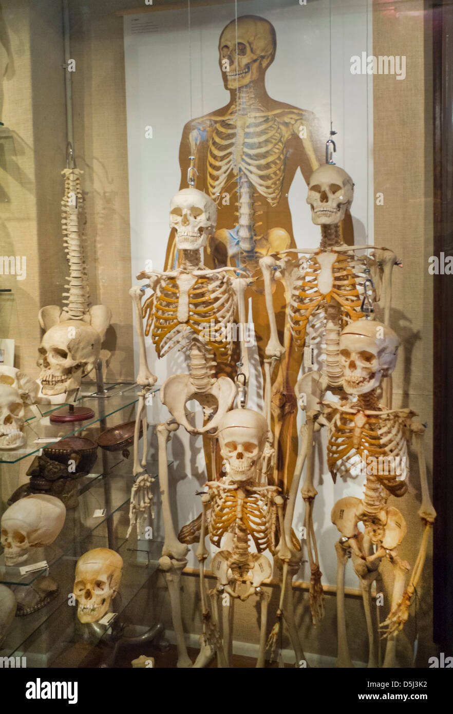 Evolution-Store in New York City Stockfoto