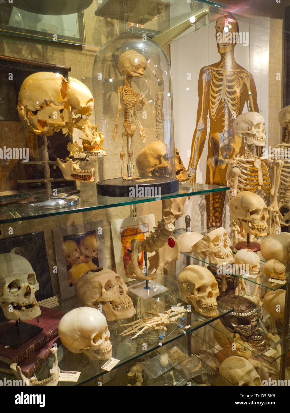 Evolution-Store in New York City Stockfoto