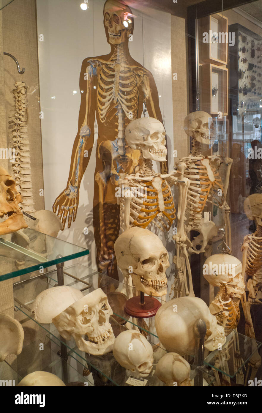 Evolution-Store in New York City Stockfoto