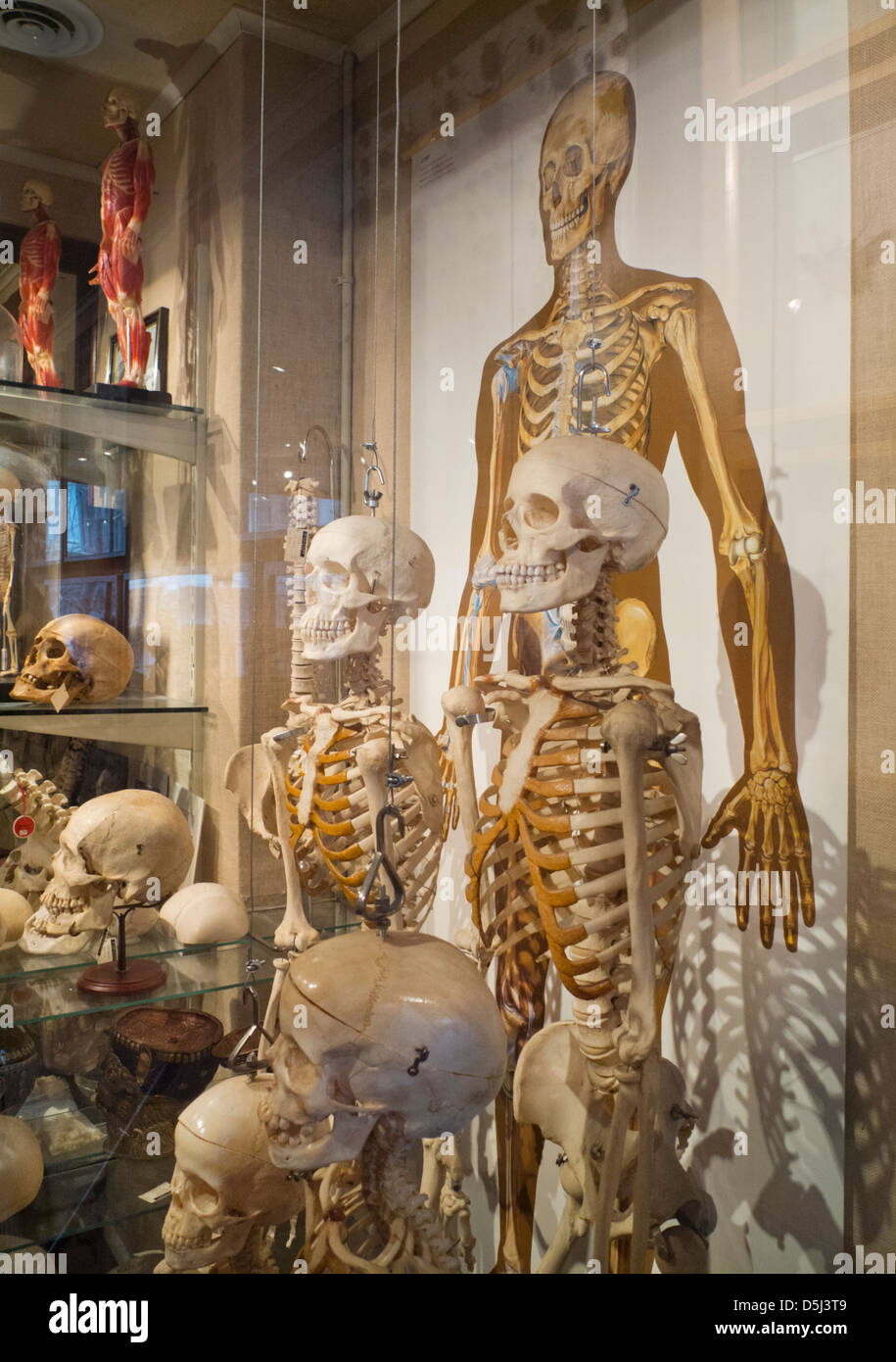 Evolution-Store in New York City Stockfoto