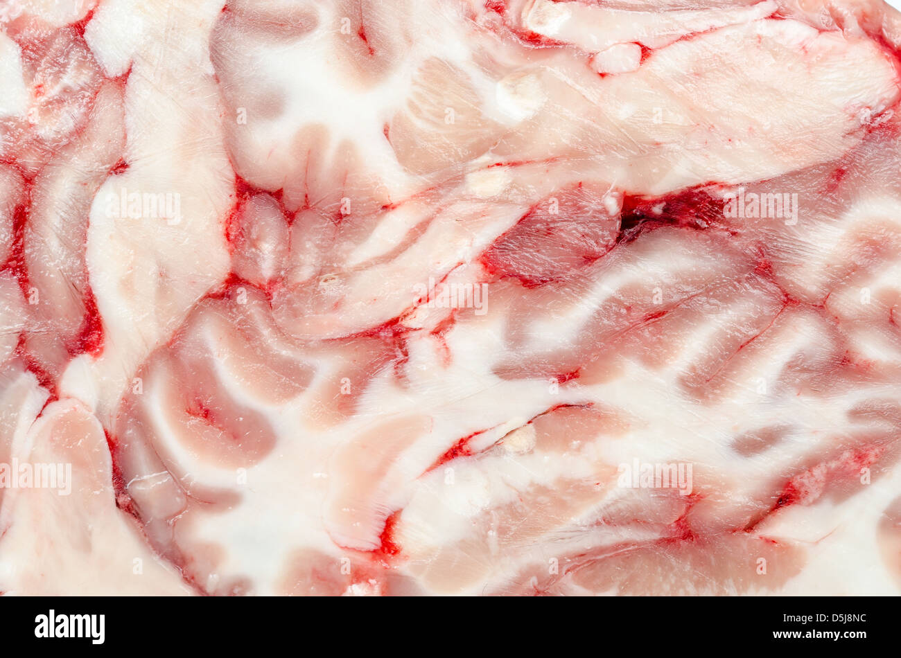 Gehirn-Textur Stockfoto