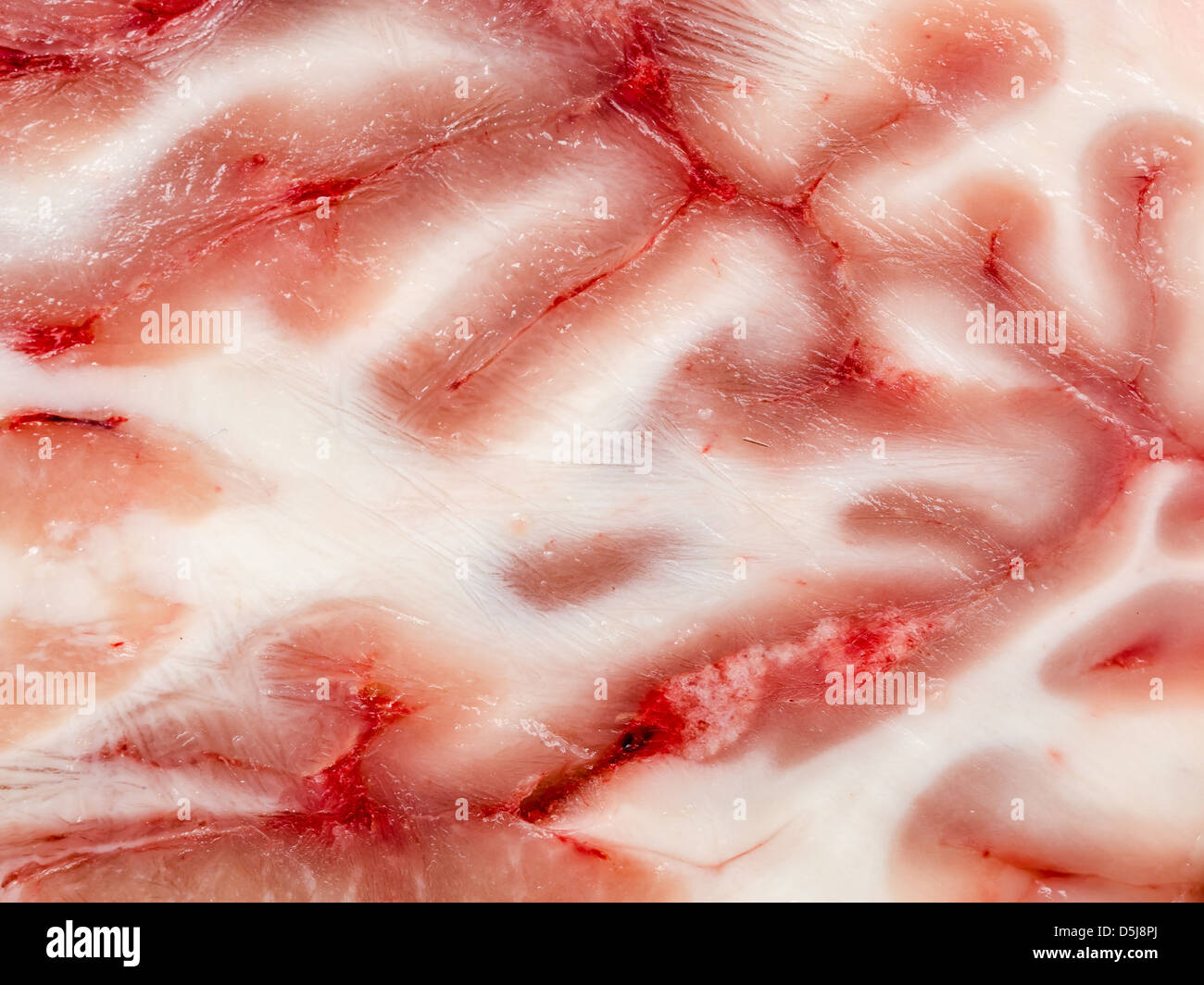 Gehirn-Textur Stockfoto