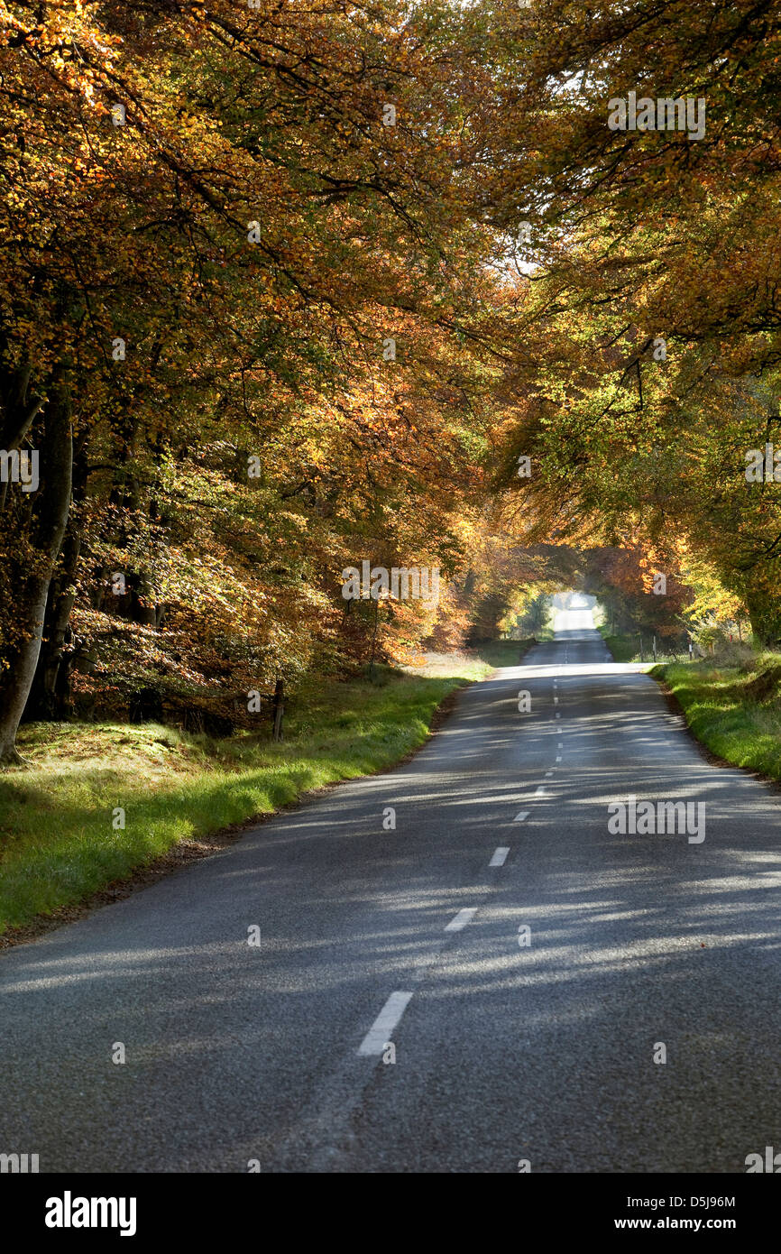 Herbstliche Wälder Angus Scotland Stockfoto