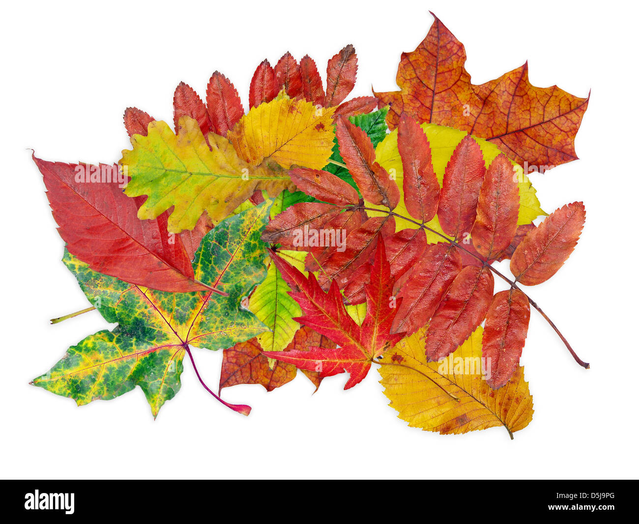 Verschiedene Blätter in Farben des Herbstes in weiß Stockfoto