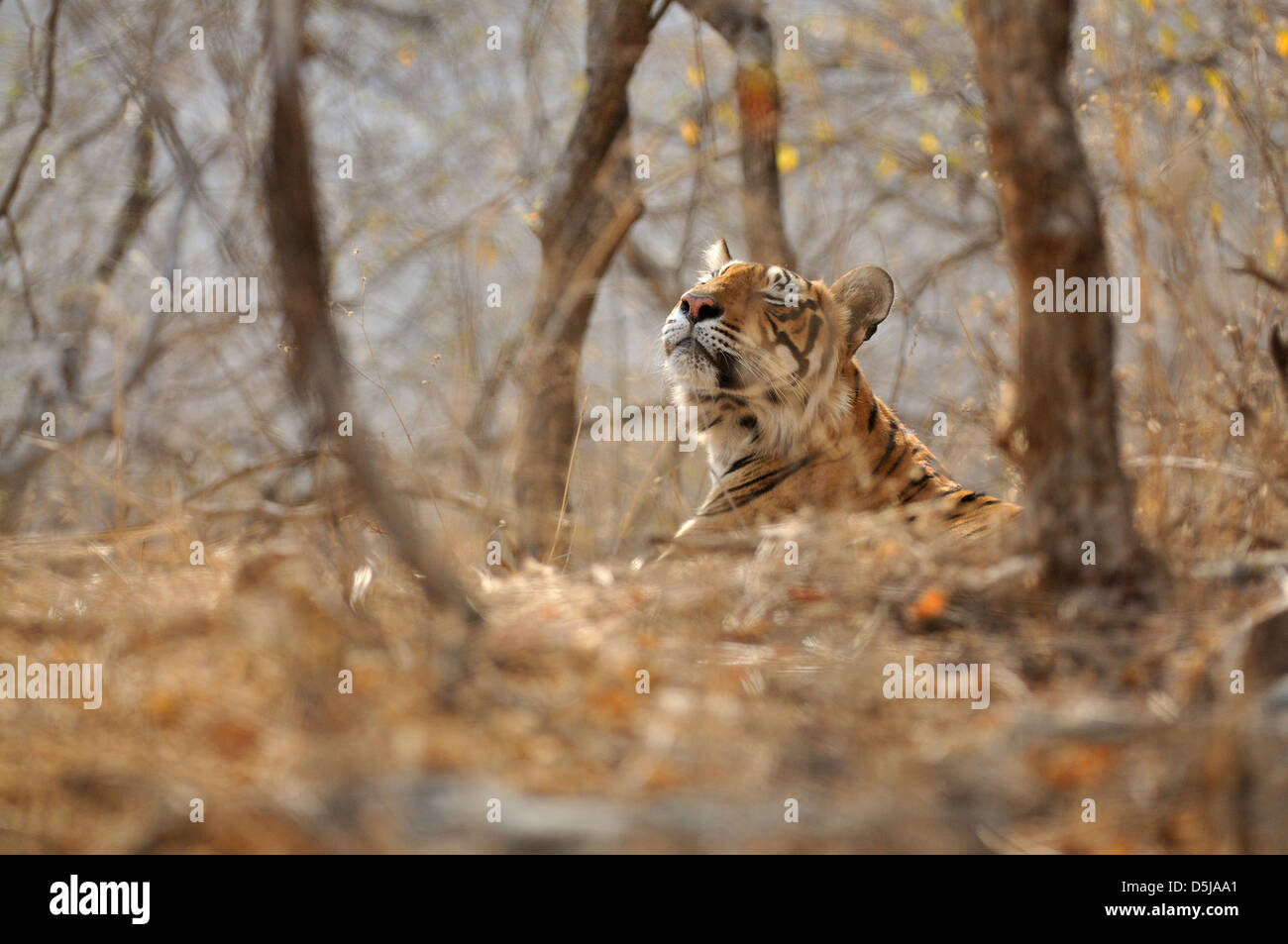 Eine zufriedene Tigerin riecht die Luft nach dem Geruch ihrer Neugeborenen jungen, versteckt in den Hügeln. Stockfoto