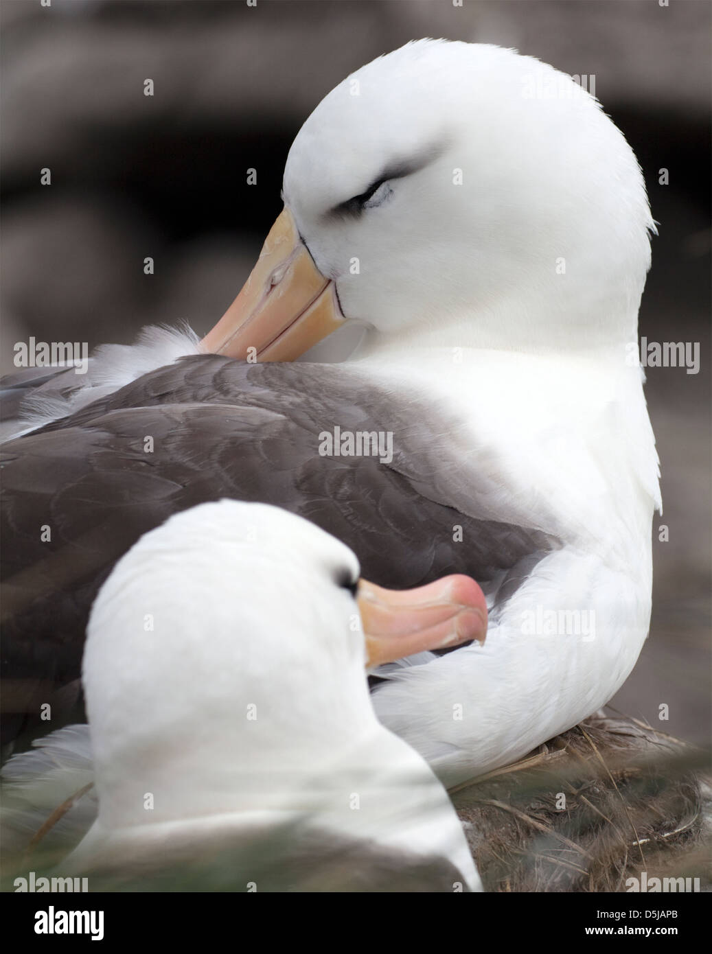 Black-Browed Albatrosse, Falkland-Inseln Stockfoto