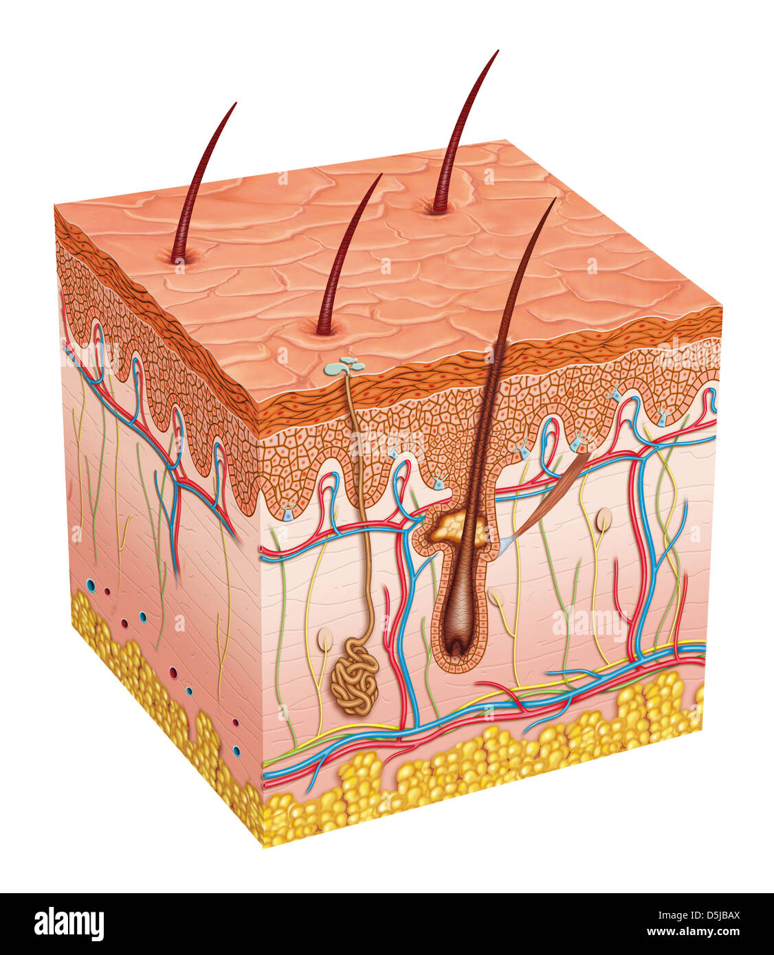 Beschreibende Anatomie der menschlichen Haut Stockfoto