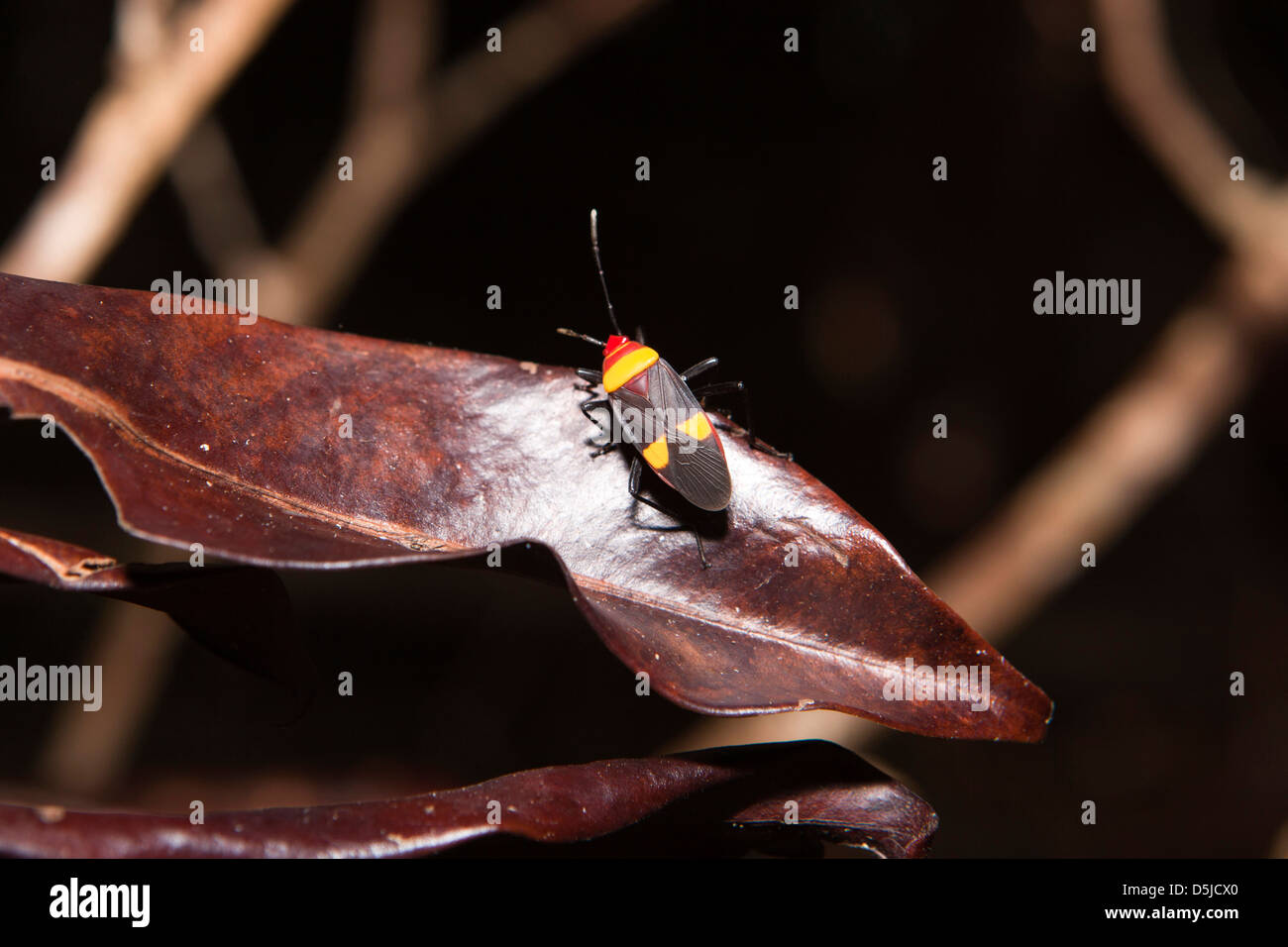 Madagaskar, Betrieb Wallacea, Matsedroy, Forstinsekten, bunte Schild bug Stockfoto
