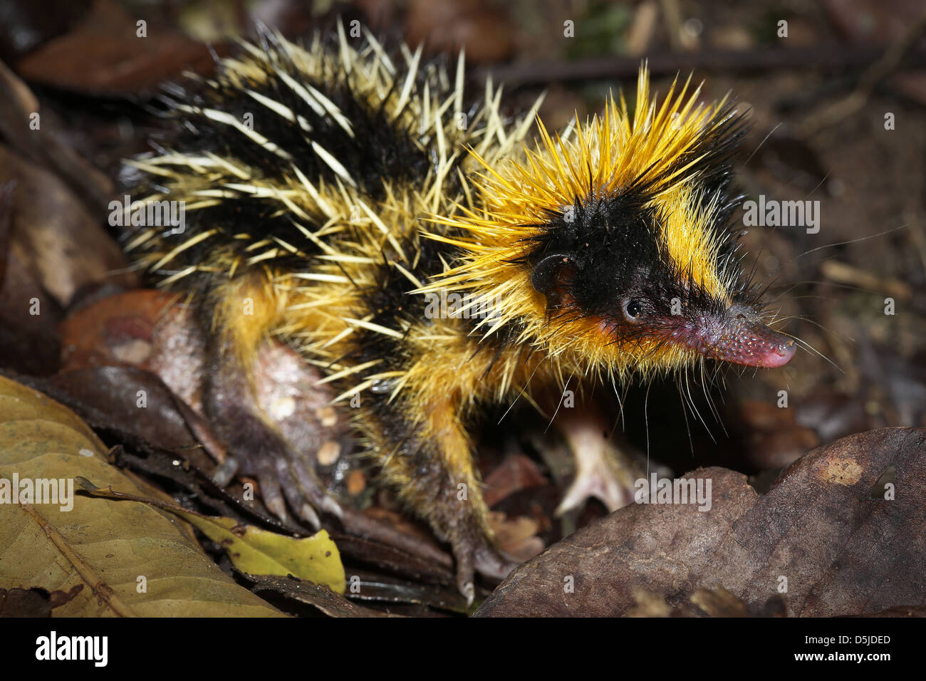 Tiefland Gestreift Tenreks Hemicentetes Semispinosus In Eine Defensive Haltung Im Regenwald Von Ranomafana Madagaskar Stockfotografie Alamy