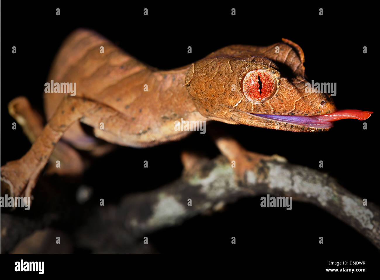 Satanische Blatt-tailed Gecko (Uroplatus Phantasticus) in Ranomafana Regenwald im östlichen Madagaskar. Rote Augen und Hörner über Auge Stockfoto