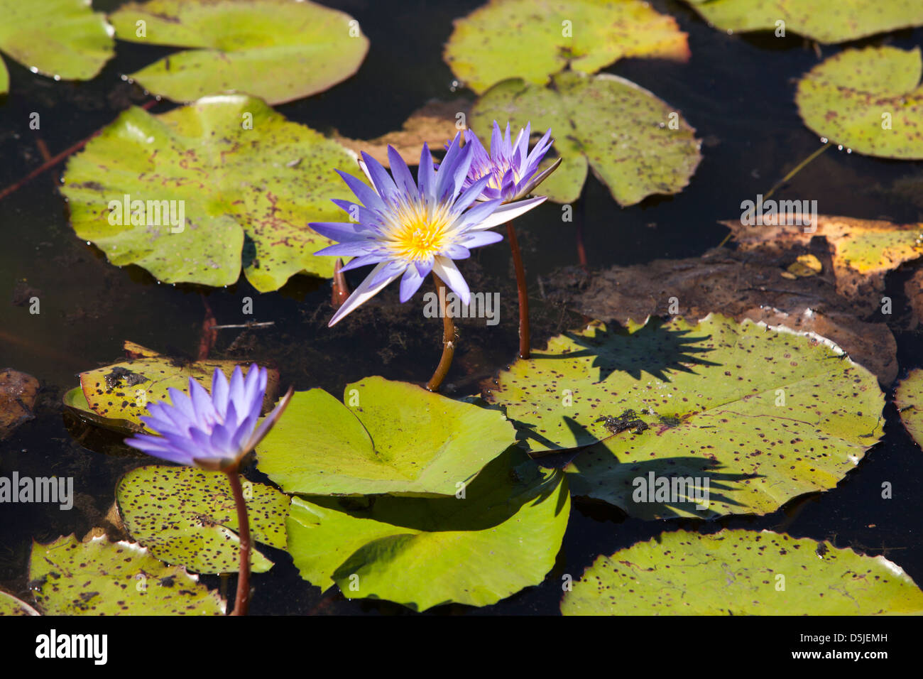 Madagaskar, Matsedroy See Wasser Lilien Stockfoto