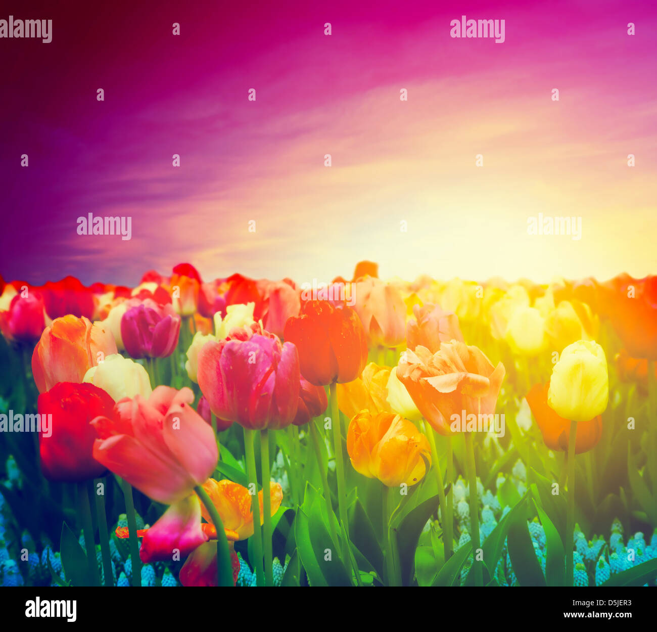 Tulpenfeld Blumen in künstlerischen Stimmung. Sonnenuntergang lila rosa Himmel. Stockfoto