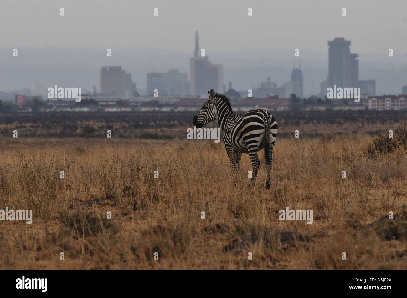 Afrika/Kenia/Nairobi - Zebra im Nairobi National Park vor Grey's Nairobi City Skyline. Stockfoto