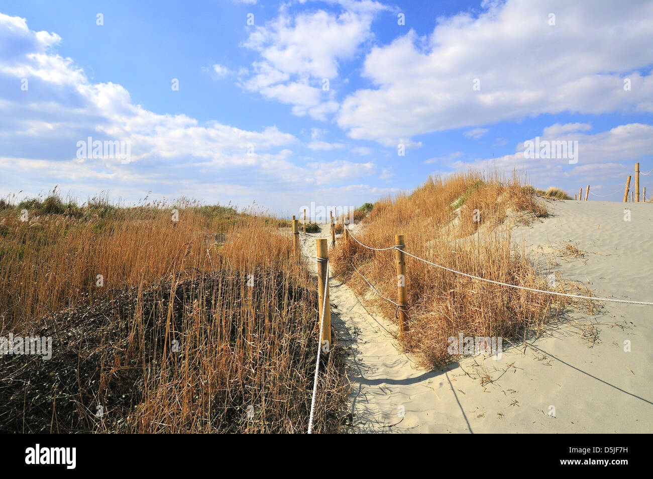 Weg durch die Sanddünen zum West Wittering Beach ein Strand mit blauer Flagge in West Wittering, Chichester, West Sussex, England, Großbritannien Stockfoto