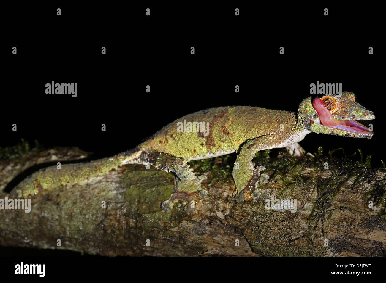 Riesiges Blatt-tailed Gecko (Uroplatus Fimbriatus) in Ranomafana, Madagaskar. Gecko öffnet Mund sauber Auge mit Zunge. Stockfoto