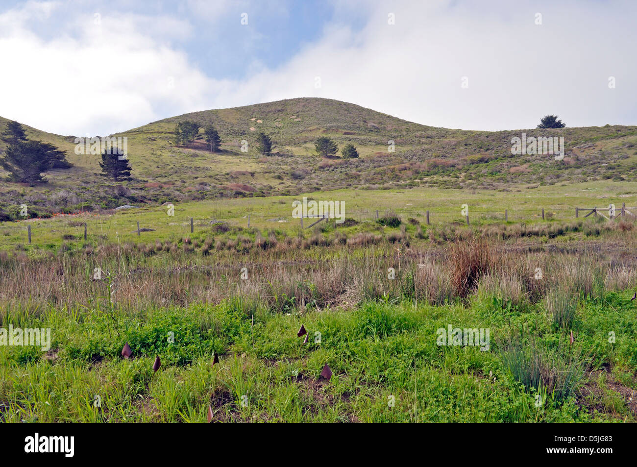 Teich Lebensraum an Mori Point, Golden Gate National Recreation Area, Pacifica, Kalifornien, USA Stockfoto